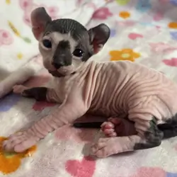 Female Elf Sphynx kittens