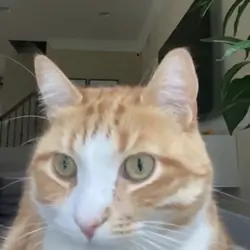 Loving and calm cat