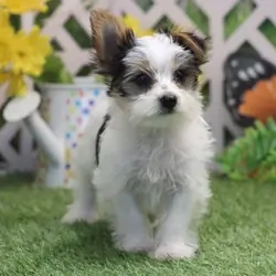 I'm Riley! I'm a 12-week-old male Yorkies puppy