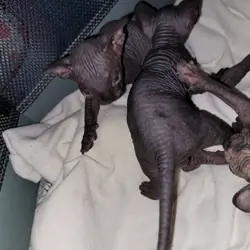 Sphynx kittens healthy adorable ♡♡
