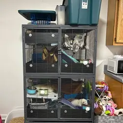 FERRETS