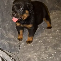 German Rottweiler