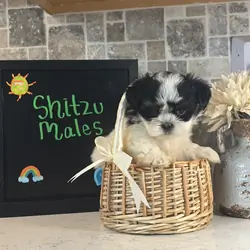 Shih Tzu Males