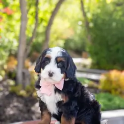 Male and female Bernedoodles puppies for pet lover