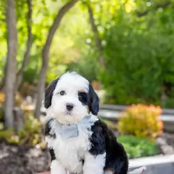 Charming Bernedoodles puppies