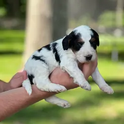 lovely Bernedoodles puppies