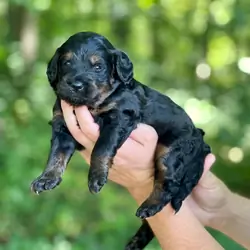 Beautiful Bernedoodles Puppies