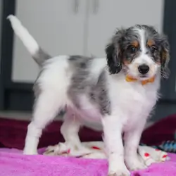Adorable Bernedoodles Puppies available