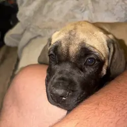 English Mastiff Puppy