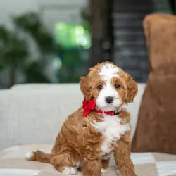 Bernedoodles puppies