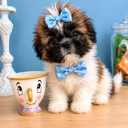 Shih Tzu puppy