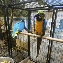 Paired blue n gold macaw