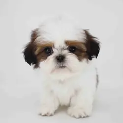 Imperial Shih-Tzu boy Teddy