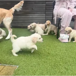 Beautiful Golden Retriever Puppies – 2 Boys & 3 Gi
