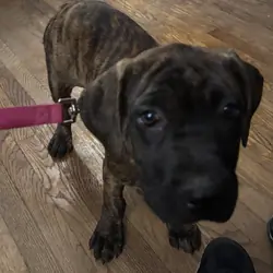 Female American Bandogge Puppy