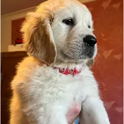 Beautiful Golden Retriever Puppies – 2 Boys & 2 Gi