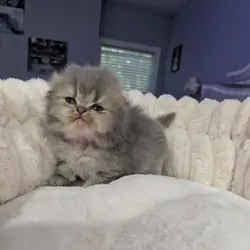 Scottish Fold and Straights