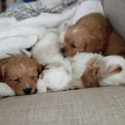 Cavapoo puppies