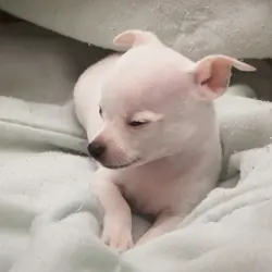 Chihuahua for adoption