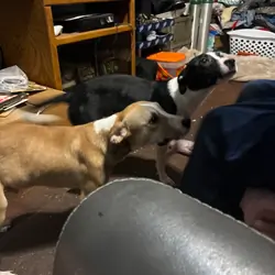 PLEASE HELP THESE INNOCENT PUPPIES ADOPT US