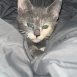 Diluted Calico Rare Kittens