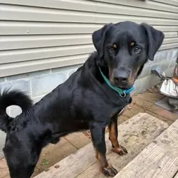 1  1/2 Year old Male Dog