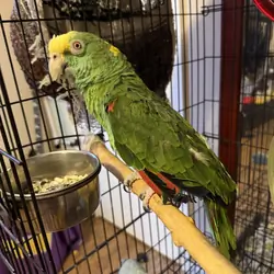 Double Yellow Headed Parrot & Large Cage