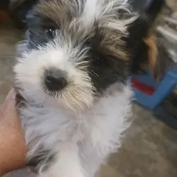 Yorkie puppys