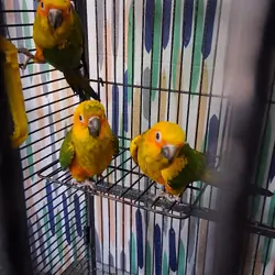 Sun Conure