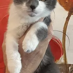 Kittens
