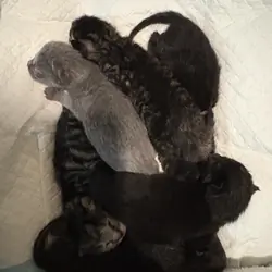 FREE KITTENS 6 Weeks old