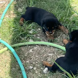 Rottweiler Puppies