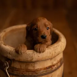 Red Standard Goldendoodle F1 puppies