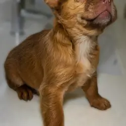 French Bull Dog Puppies/Fluffy