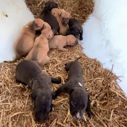 >>  TOP QUALITY SHOW CHAMPION PIT BULL PUPPIES  <<