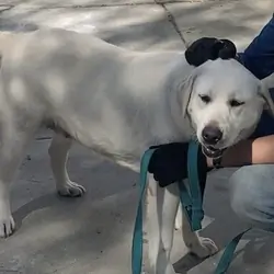 Labrador