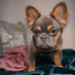 French Bulldog Litter( Fluffy, Reverse Brindle,