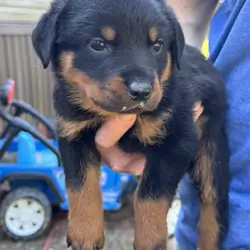 Rottweiler puppies
