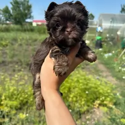 Hi, I'm Amaretto yorkie puppy