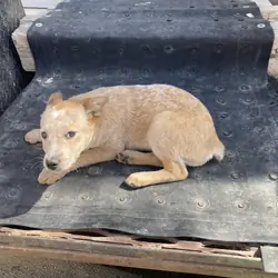 Red Heeler