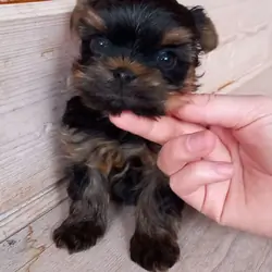 Hi, I'm Kisses a 9-week-old female Yorkie puppy