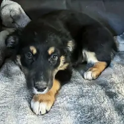 Puppy