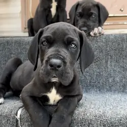 Great Dane