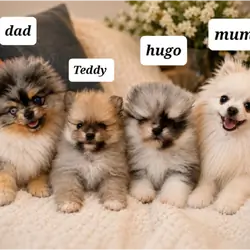 Pomeranian Unique colour