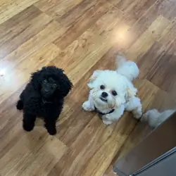 Miniature Poodle