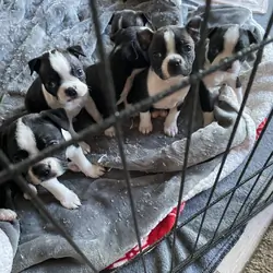 Boston Terrier adorable puppies