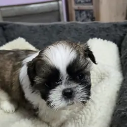 Shih tzu girl imperial