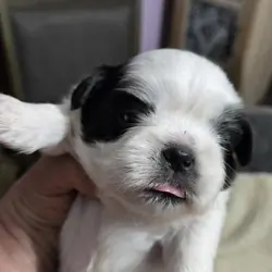 Shih tzu male