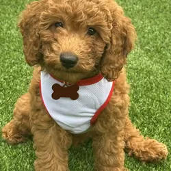 Red Mini Poodles