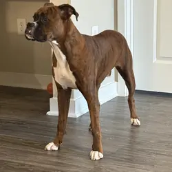 Boxer